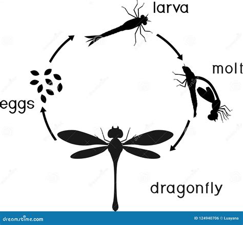 Life Cycle of Dragonfly. Sequence of Stages of Development of Dragonfly from Egg To Adult Insect ...