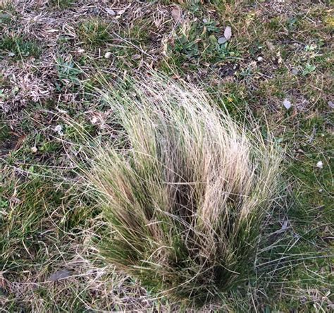 Farmers Warned to Watch Out for Herbicide Resistant Serrated Tussock — Central West Councils ...