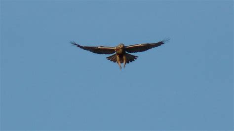 Rough-legged Buzzard | MarkEisingBirding