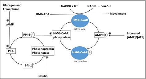 HMG-CoA reductase regulation with HMG-CoAR phosphatase and AMPK. cAMP:... | Download Scientific ...