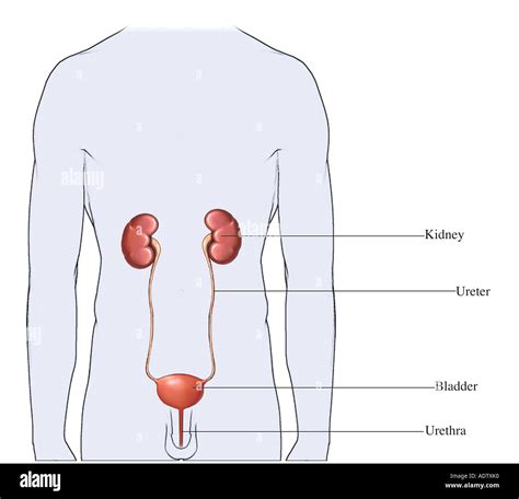 Detalles más de 71 dibujo sistema urinario masculino última - Billwildforcongress