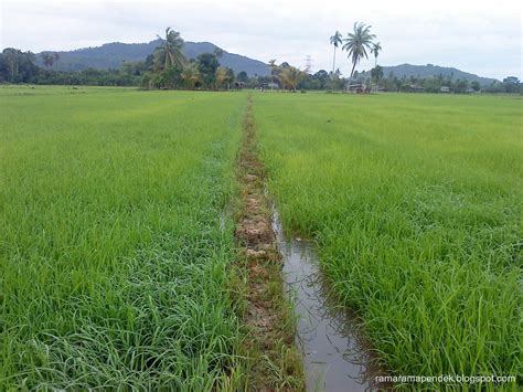 Pemandangan Di Kampung : Sawah Padi | The_ramaramapendek