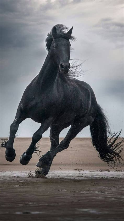 Horse Wallpaper Photos