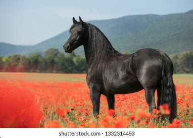 Horse Poppy Field Stock Photo 1332314453 | Shutterstock