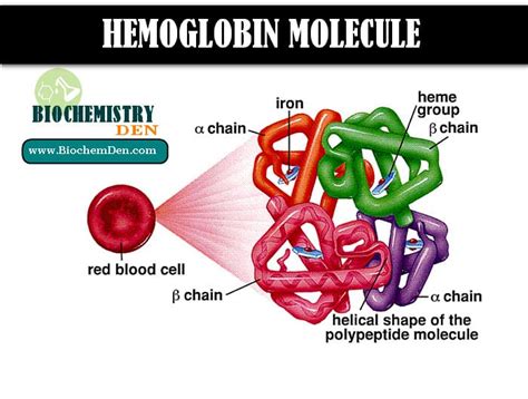 Hemoglobin: Structure, Function and its Properties