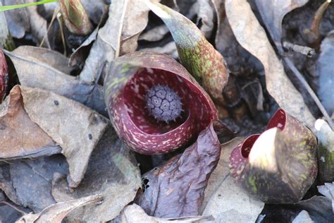 Field Trip in Hickory Hollow Natural Area — Northern Neck Native Plant Society