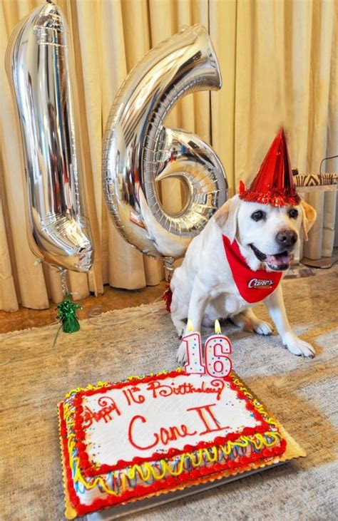 Raising Cane's on Twitter: "Happy Sweet 16 to our beloved mascot and ...