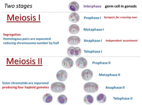 Meiosis Diagram | Quizlet