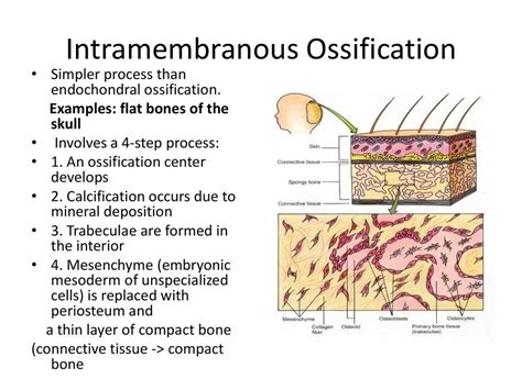 Bone Structure and Skeletal System - ppt download