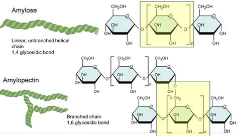 Carbohydrates | Structure, Function, Types & Role In Biology