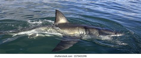 2,147 Shark habitat Images, Stock Photos & Vectors | Shutterstock