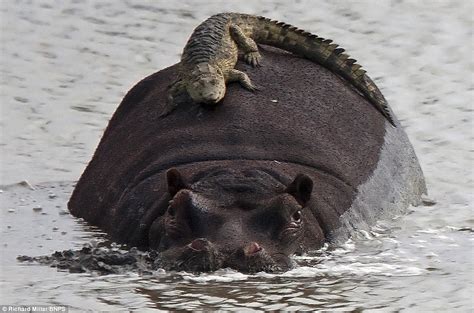 Crocodile lies on back of hippo | Daily Mail Online