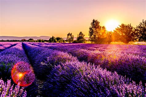 Guide to Provence's Lavender Fields: Best Locations and Photography Secrets