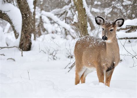 Whitetail Deer Doe stock photo. Image of snow, mammal - 12396570