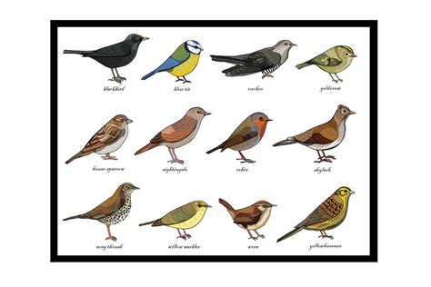 Songbird Identification Chart Print Zoology Ornithology - Etsy