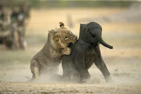 Helpless elephant calf is brought down and killed by a lion in Zimbabwe | Daily Mail Online