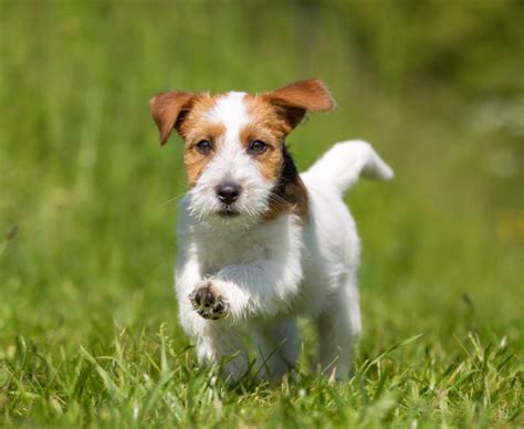 Jack Russell Terrier | National Kennel Club