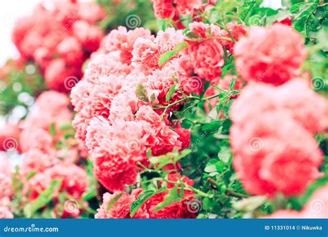 Polyantha rose stock photo. Image of bloom, symbol, garden - 11331014