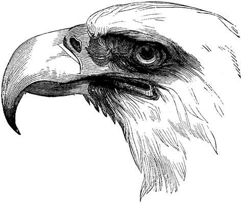 Free Eagle Coloring Pages