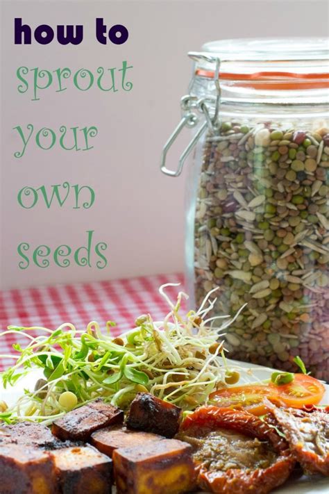 How to Sprout Your Own Seeds and Pulses | Planet Veggie