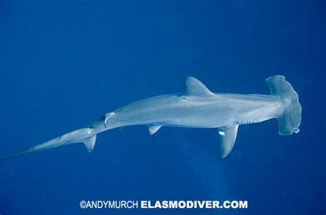 SCALLOPED HAMMERHEAD SHARK, SPHYRNA LEWINI