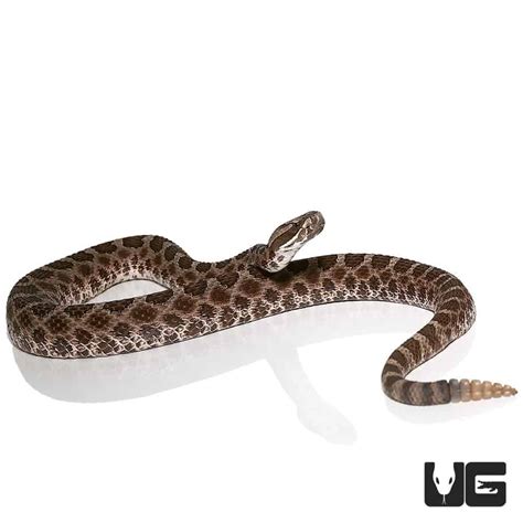 Baby Western Massasauga Rattlesnake for sale - Underground Reptiles