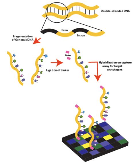 Whole Exome Sequencing - Are only protein-coding regions the best?