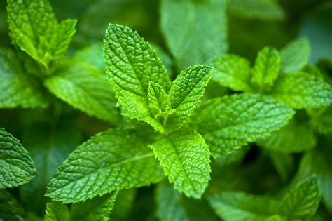 Types Of Mint Plants: How To Grow And Use Popular Mint Varieties