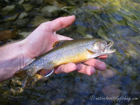 Native Trout Fly Fishing: Brook Trout