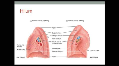 Lung Structure | Lunges, Pulmonary circulation, Anatomy and physiology