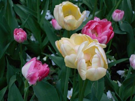 Tiptoe through the Tulips Photograph by Carolyn Quinn - Pixels