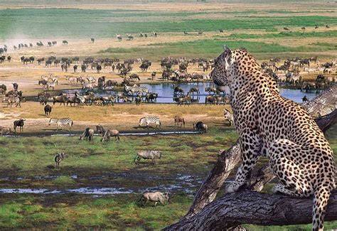 6 Days Wildlife Safari - Tanzania Tourism Safaris