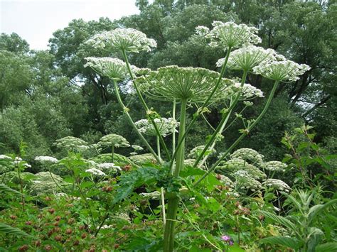 Giant hogweed: What to know about invasive plant that blinds and burns | Owen Sound Sun Times