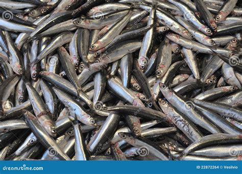 European anchovy stock photo. Image of mediterranean - 22872264