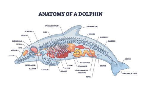 Understanding Dolphin Anatomy