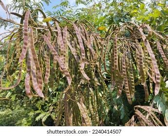 1,105 Cassia Siamea Images, Stock Photos & Vectors | Shutterstock