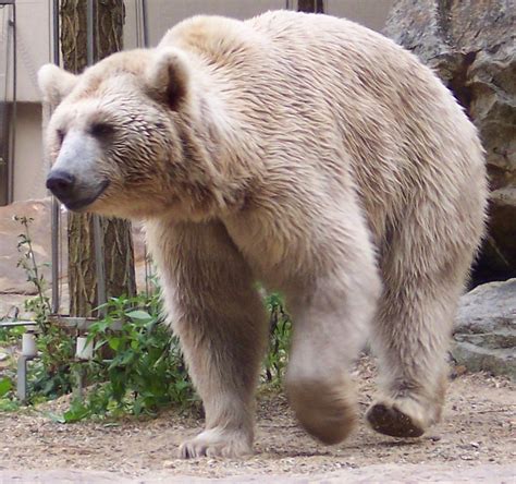 Syrian brown bear (Ursus arctos syriacus) Sloth Bear, Bear Dog, Bear Photos, Bear Pictures ...