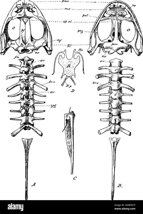 Comparative anatomy hi-res stock photography and images - Alamy