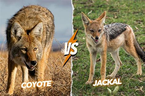 Jackal Vs Coyote: Key Differences & Comparison