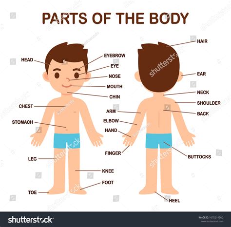 My Body Human Body Parts Diagram Stock Vector (Royalty Free) 1675214560 ...