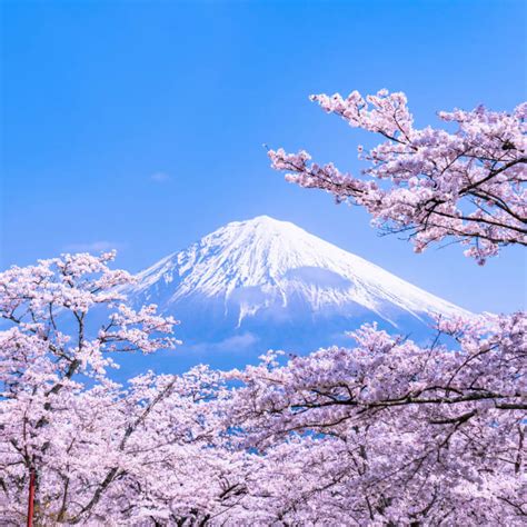 The Different Varieties of Cherry Blossoms in Japan