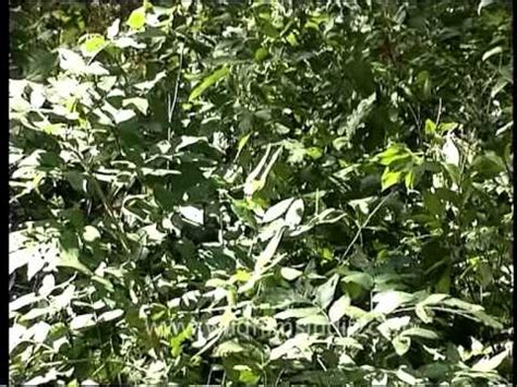 Tiger camouflaged among the greens in Indian forest reserve - YouTube