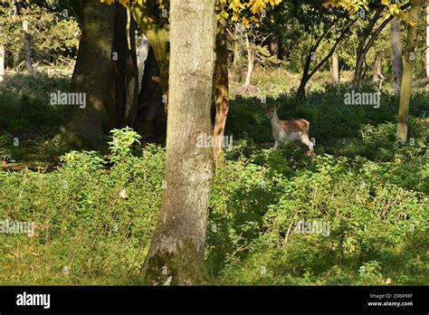 Fallow Deer at Attingham Park, Shropshire Stock Photo - Alamy