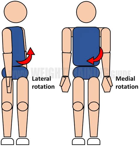 Joint articulations and the three planes of motion - Muscle Activation Guide