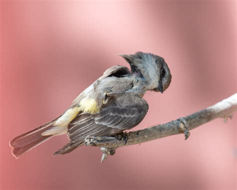 Nesting Season Continues: Vermilion Flycatchers – Foothills Clusters ...