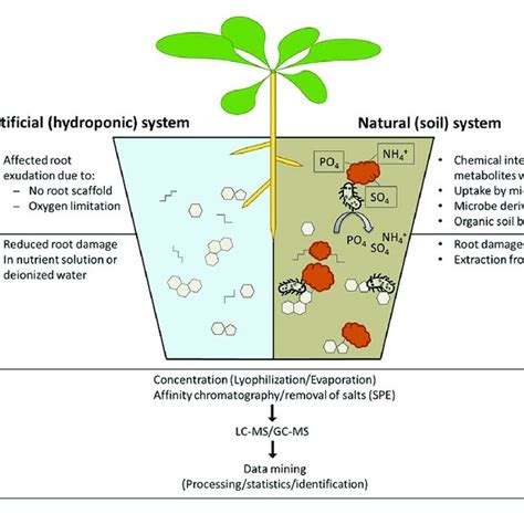 (PDF) The Role of Soil Microorganisms in Plant Mineral Nutrition ...