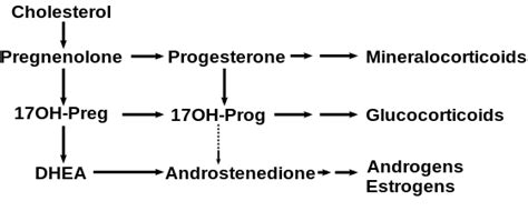 17-Hydroxyprogesterone - wikidoc