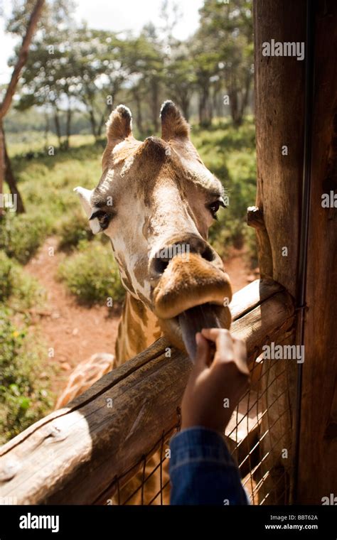 Close-up of Child Feeding Giraffe - Giraffe Centre - Nairobi, Kenya ...