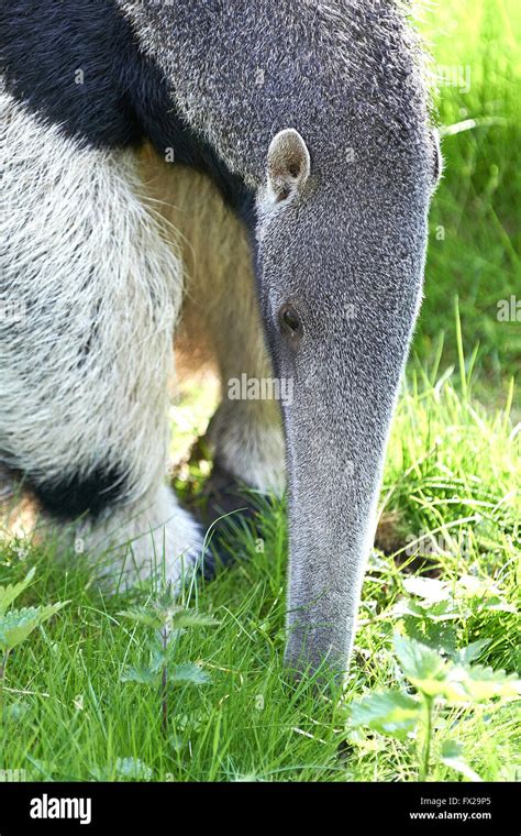 Giant Anteater looking for food in its habitat Stock Photo - Alamy