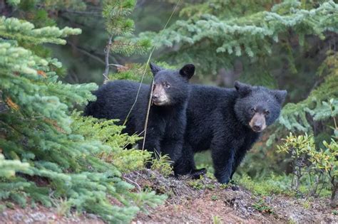 Where to See Bears in Canada: The Best Places to Find Bears